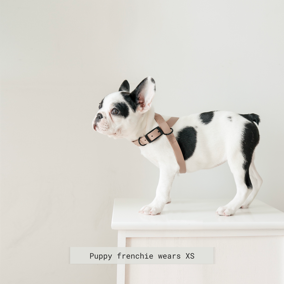 Minimalist Adjustable Pet Harness