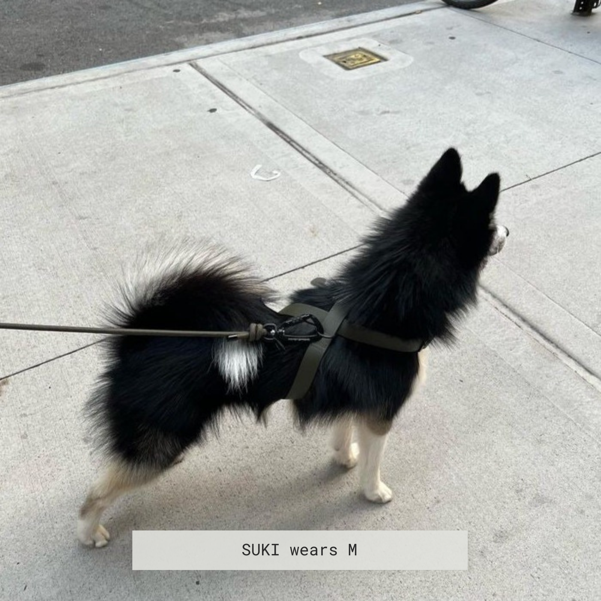Minimalist Adjustable Pet Harness