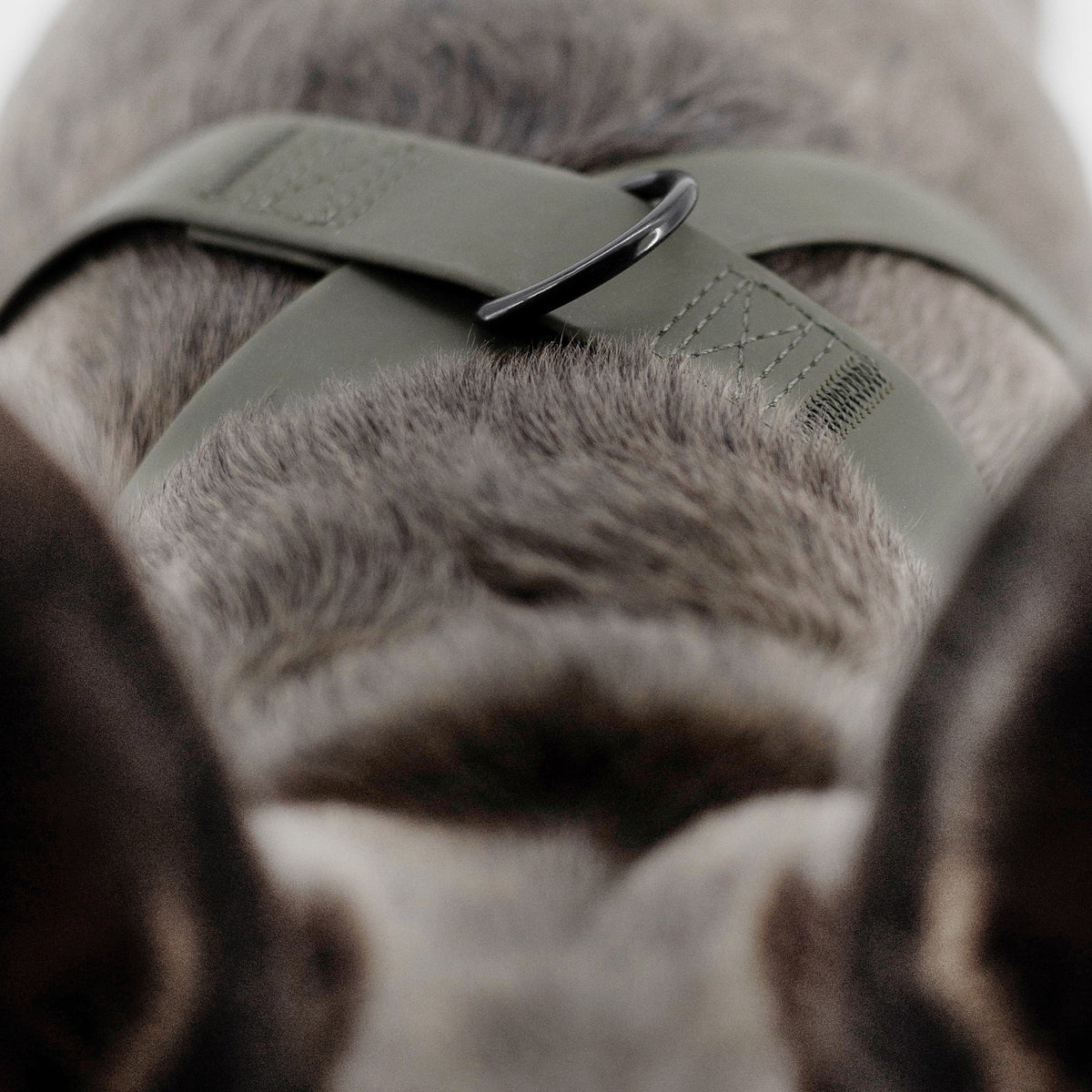 Minimalist Adjustable Pet Harness