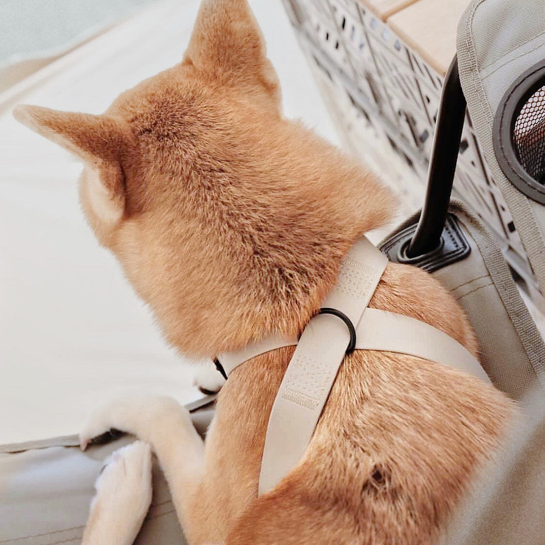 Minimalist Adjustable Pet Harness