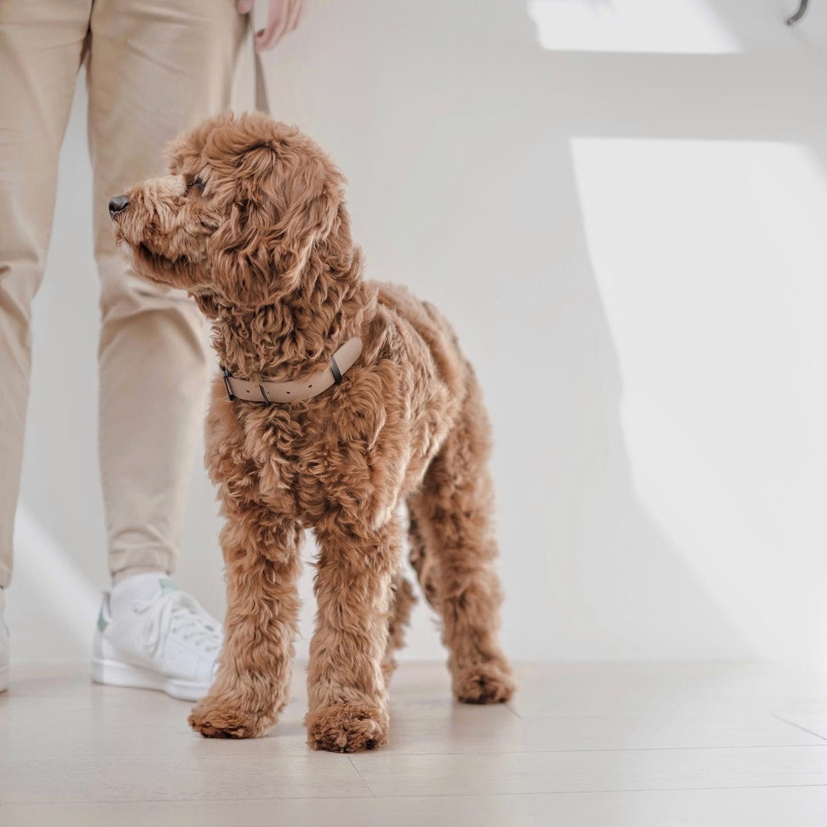 Minimalist Adjustable Pet Harness