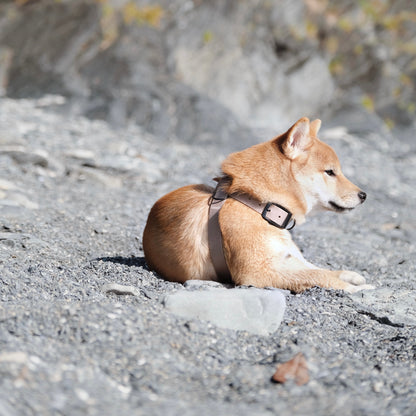 Minimalist Adjustable Pet Harness