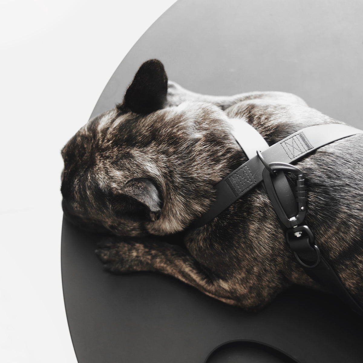 Minimalist Adjustable Pet Harness