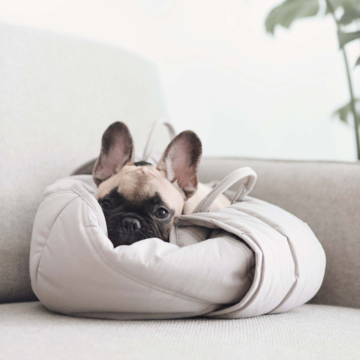 2-in-1 Portable Pet Travel Bed & Carrier Tote