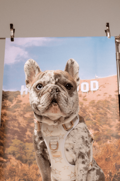 Adjustable Star Pet Harness & Leash Set